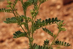 Indigofera wightii